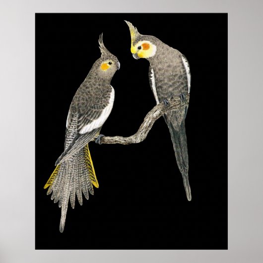 Cockatiel Pair - Nymphicus hollandicus on Black ポスター (正面)
