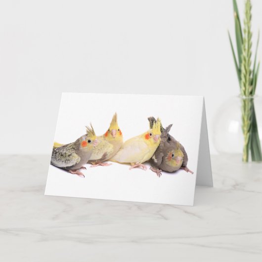 Cockatiels カード (正面)