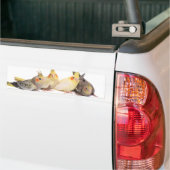 Cockatiels バンパーステッカー (トラック上)
