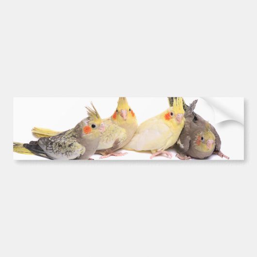 Cockatiels バンパーステッカー (正面)