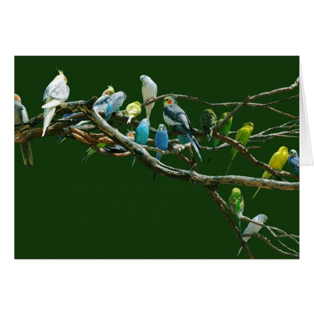 Cockatiels Nのインコ (正面横)