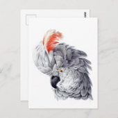 Cockatoo Head (gray)絵画's by Aert Schouma ポストカード (正面/裏面)