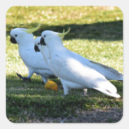 COCKATOO IN RURAL QUEENSLAND AUSTRALIA スクエアシール