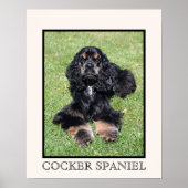 Cocker Spaniel Print ポスター (正面)