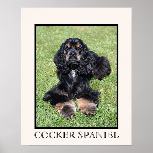Cocker Spaniel Print ポスター (正面)