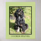 Cocker Spaniel Print ポスター (正面)