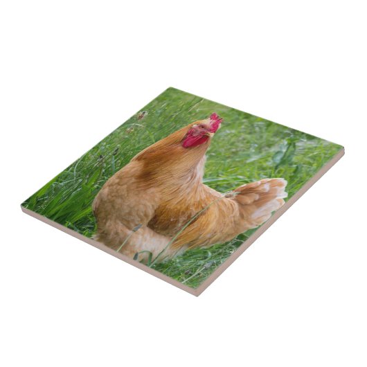 Cockerelの雌鶏の写真 タイル (側面)