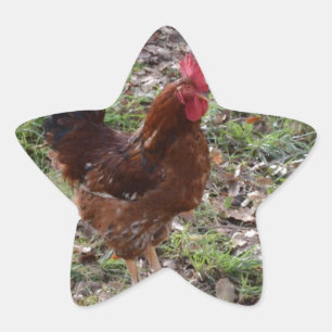 Cockerel 星シール