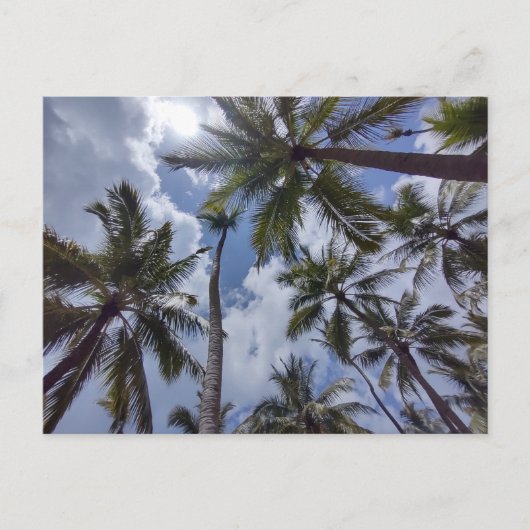 COCO PALMS #2はがき ポストカード (正面)