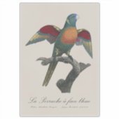 Coconut Lorikeet, Trichoglossus haematodus シール (正面)