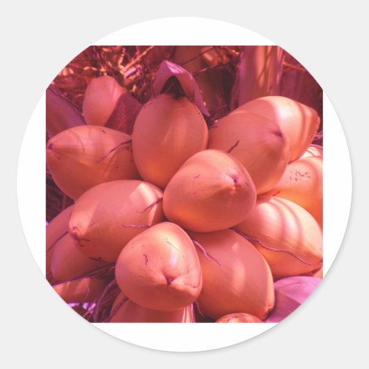 cocosの色 ラウンドシール (正面)