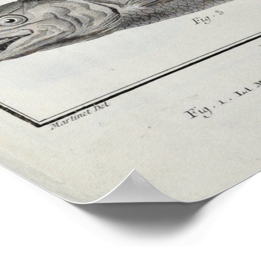 Cod, Tuna, Salmon and Sturgeon ポスター (角)