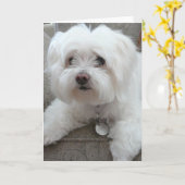 Codyの椅子#1の愛らしいマルチーズ カード (黄色い花)
