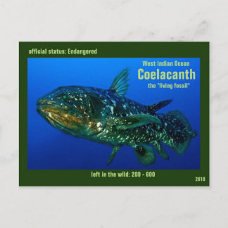 Coelaconthは、"生存化石の魚"絶滅寸前です ポストカード
