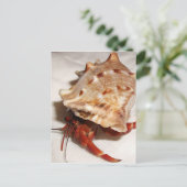 Coenobitaのviolascensのヤドカリのベビー ポストカード (スタンド正面)