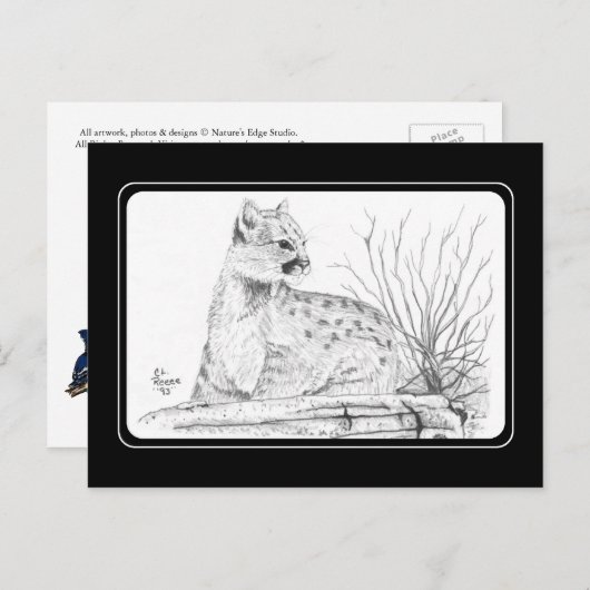 Cogar Kittenはがき ポストカード (正面/裏面)