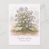 Cogitata infinita - The Endless Thinker Botanical ポストカード (正面)