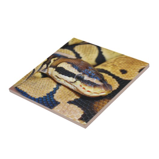 Coiled Ball Pythonクローズアップ タイル (側面)