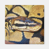 Coiled Ball Python、ヘッドクローズアップ マグネット (正面)