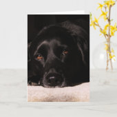 Coleの挨拶状 カード (黄色い花)