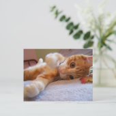 Coleはポストカ間抜けード ポストカード (スタンド正面)