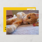 Coleはポストカ間抜けード ポストカード (正面/裏面)