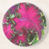 Coleusマクロ コースター (正面)