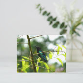 Colibri (Hummingbird) - Martinique, FWI ポストカード (スタンド正面)