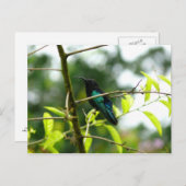 Colibri (Hummingbird) - Martinique, FWI ポストカード (正面/裏面)