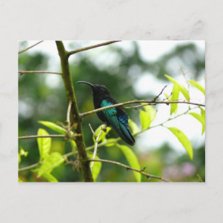 Colibri (Hummingbird) - Martinique, FWI ポストカード