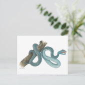 Collection Austrailian  snake Post Card ポストカード (スタンド正面)