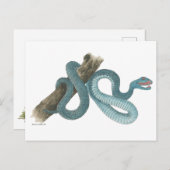 Collection Austrailian  snake Post Card ポストカード (正面/裏面)
