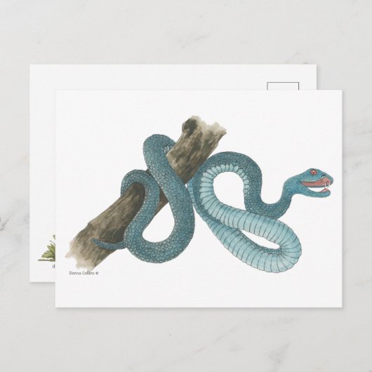 Collection Austrailian  snake Post Card ポストカード (正面/裏面)