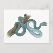 Collection Austrailian  snake Post Card ポストカード (正面)