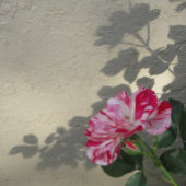 Pink Daisy マグネット