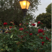 くるみ割りクリスマス ペーパープレート