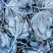 クリスマスパーティーブ葉ルーズ雪の休日の冬 出欠カード