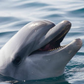 Dolphin Splash Birthday Cheer シーズンカード