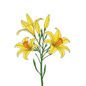 Elegant Black Floral Lilies ベラム紙招待状