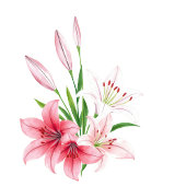 Elegant Maroon Watercolor Lily Table Sign テーブルナンバー