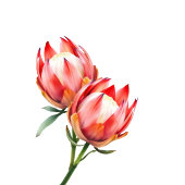 Romantic Green Contemporary Photo ゲストブック