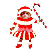 Funny Christmas Cat ソックス