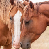 牧草地で生い茂る馬 ボトルクーラー