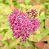 ナチュラルフラワーハート – 矢印でピアス。 ポスター