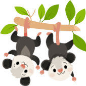 Opossum Birthday Invitation 招待状