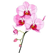 Sophisticated Pink Floral Beverage Menu アクリルサイン