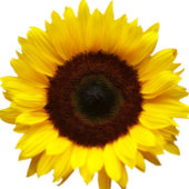 素朴な田舎のヒマワリの結婚式は日付を除く マグネット