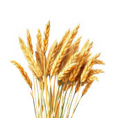 Romantic Cream Navy Photo サンキューカード