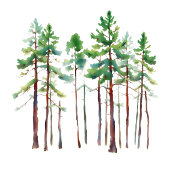 Serene Mint Watercolor Pine Trees ゲストブック