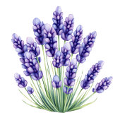 Calm Lavender Botanical Illustration テーブルナンバー
